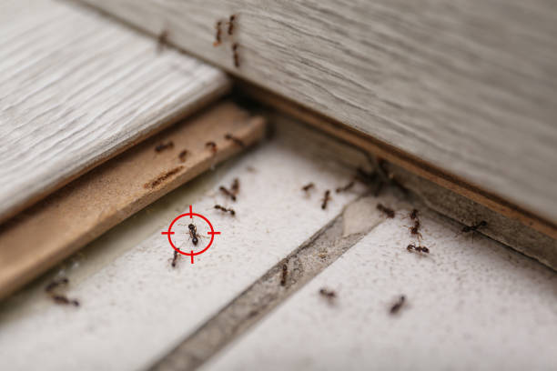 Best Pest Control Near Me in Susitna North, AK