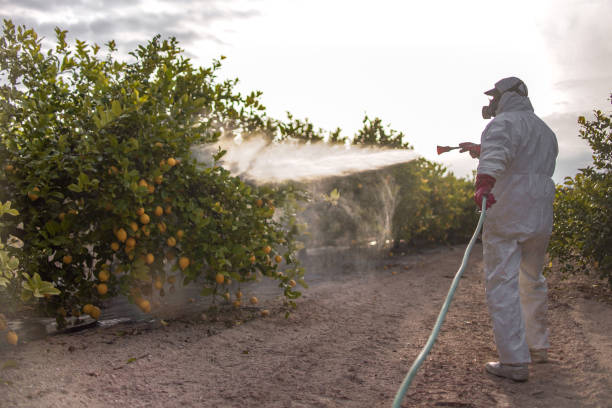 Best Insect Control  in Susitna North, AK